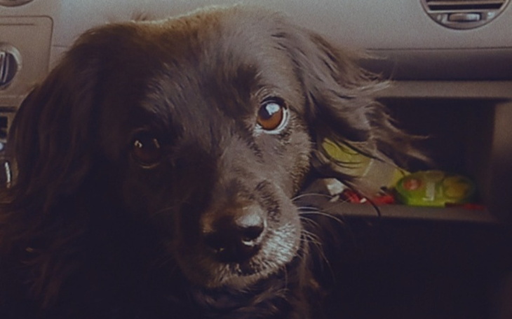 Zbiórka Leczenie psa Gaby - zdjęcie główne