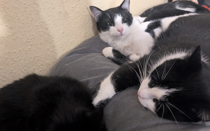 Trzy czarno-białe koty leżące razem na szarej kanapie.