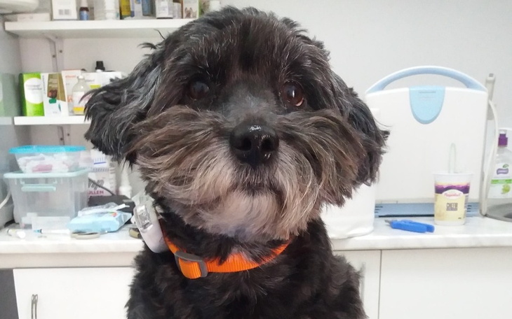 Zbiórka Zbiórka na usunięcie guza - zdjęcie główne