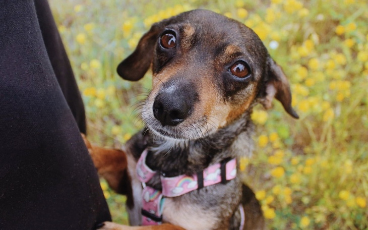 Zbiórka Sterylizacja REI - zdjęcie główne