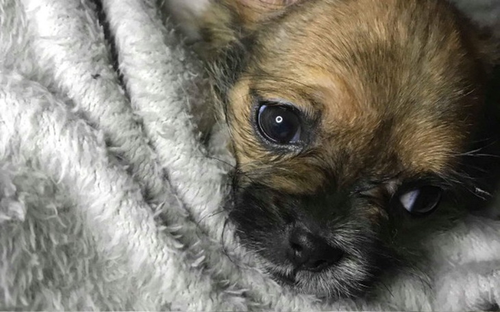 Zbiórka Problemy skórne Merci - zdjęcie główne