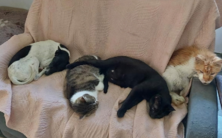 Czwórka zwierząt śpiących na kanapie.