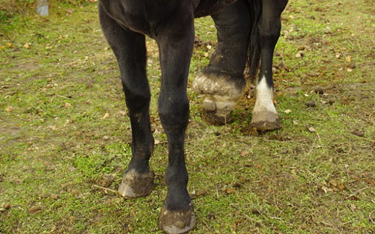 Zbiórka Kala i jej dramat - zdjęcie główne