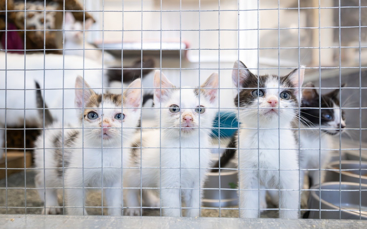 Kocięta patrzące przez siatkę w schronisku.