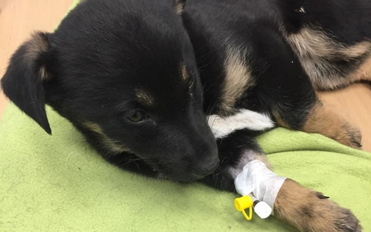 Zbiórka Wygrać z PARWOWIROZĄ - zdjęcie główne