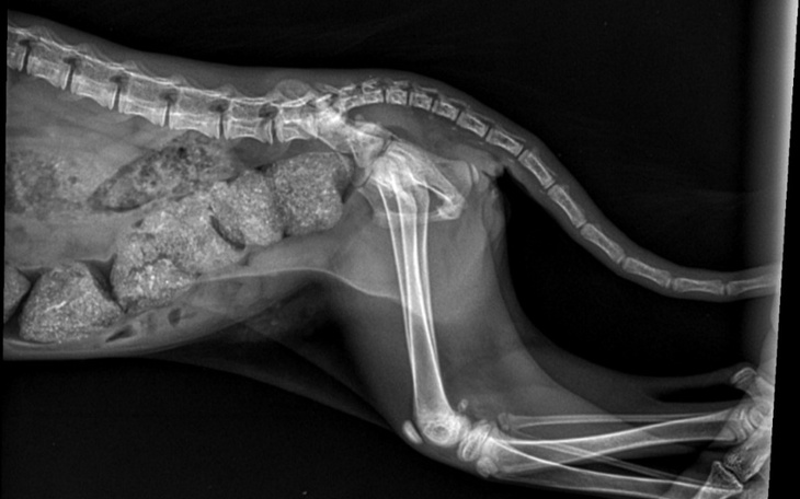 Zbiórka Cierpienie nie jest szlachetne - zdjęcie główne