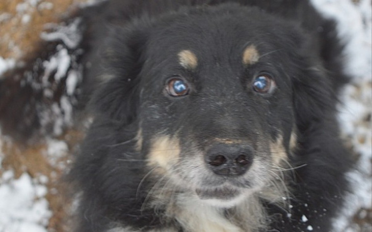 Zbiórka Zwierzaki w potrzebie - zdjęcie główne