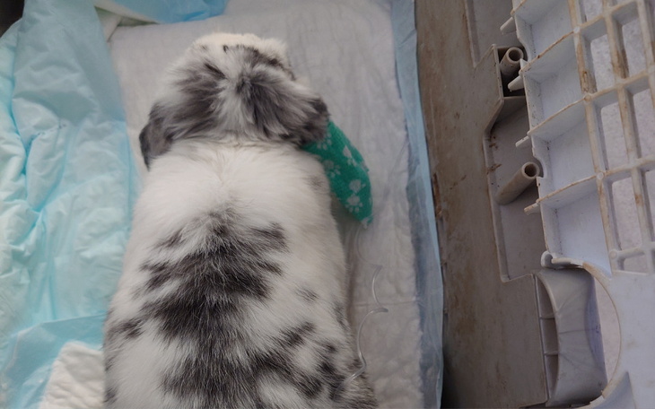 Zbiórka Leczenie Grażynki - zdjęcie główne