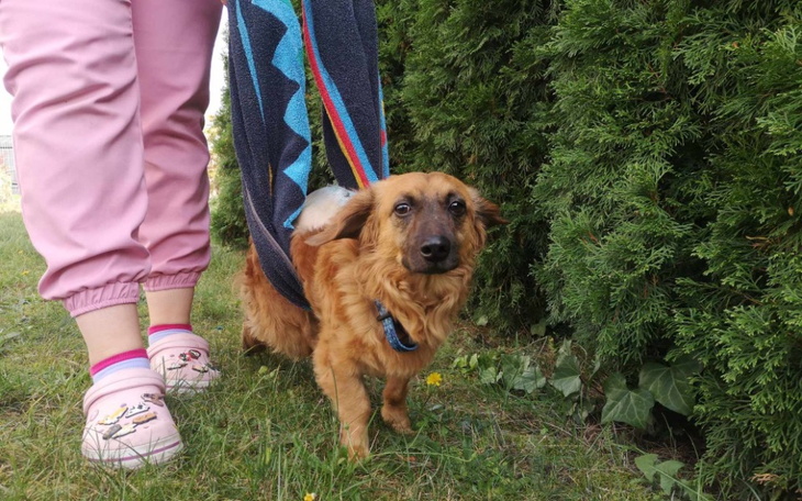 Zbiórka Rehabilitacja Leona po operacji - zdjęcie główne