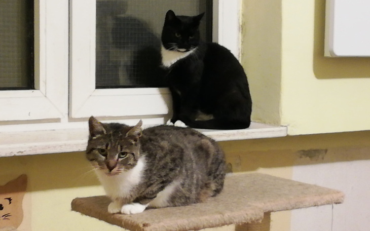 Zbiórka 2 dni ogrzewania kociarni e17 - zdjęcie główne