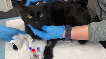 Zbiórka Sędzia - miniaturka zdjęcia