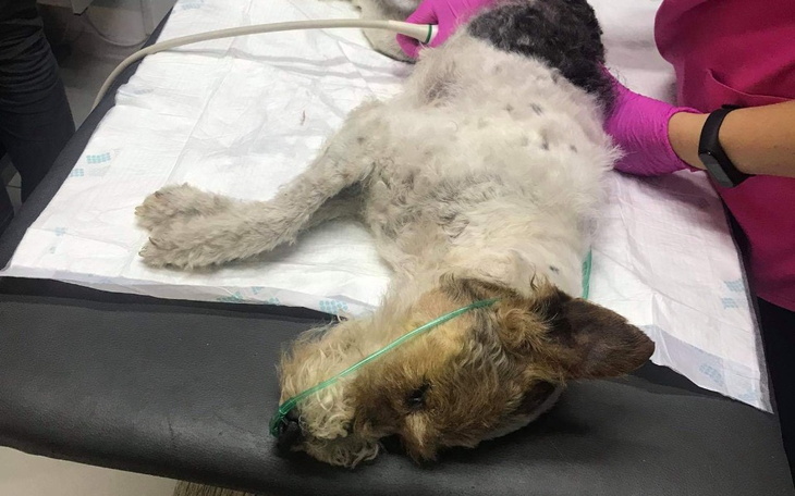 Zbiórka Smutna historia Foksteriera - zdjęcie główne