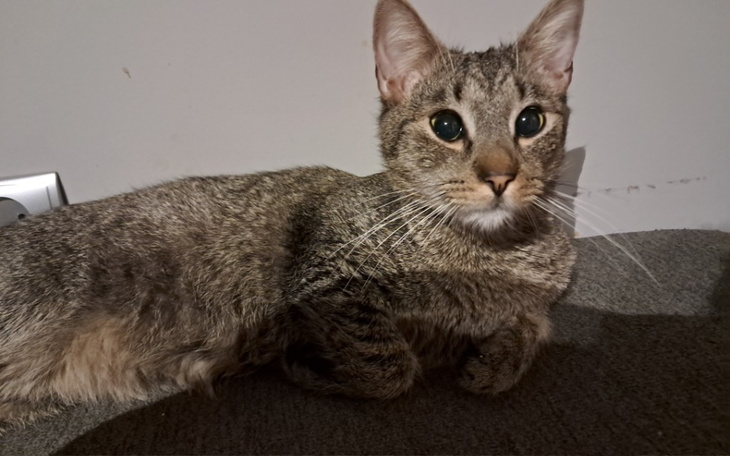 Kot leżący na podłodze, z dużymi, wyrazistymi oczami.