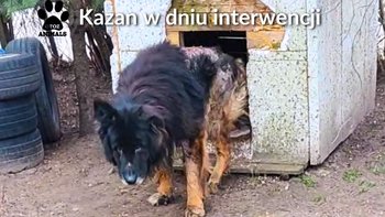 Zbiórka Pomóż Kazanowi żyć bez bólu - miniaturka zdjęcia