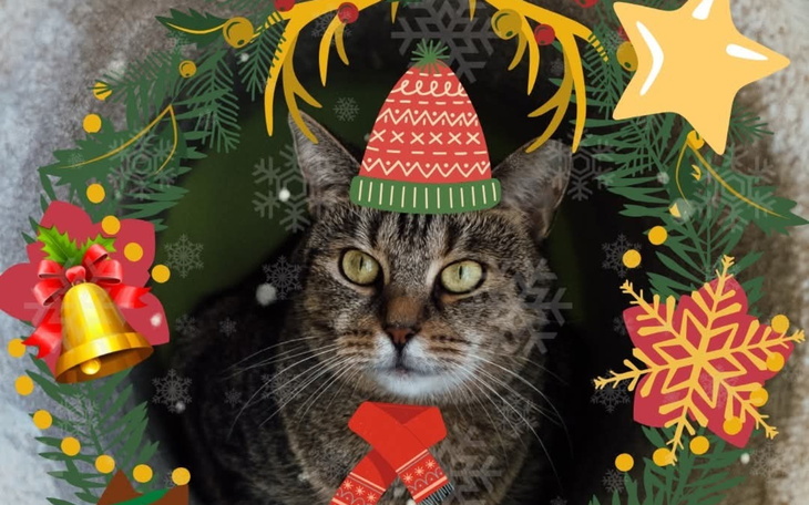 Kot w świątecznym otoczeniu z czapką i ozdobami.