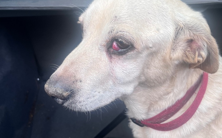 Zbiórka Carlos-Fundacja Psie Marzenia - zdjęcie główne