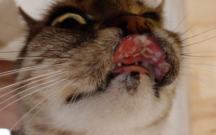 Zbiórka Na koszty Diagnostyki dla Sol - zdjęcie główne