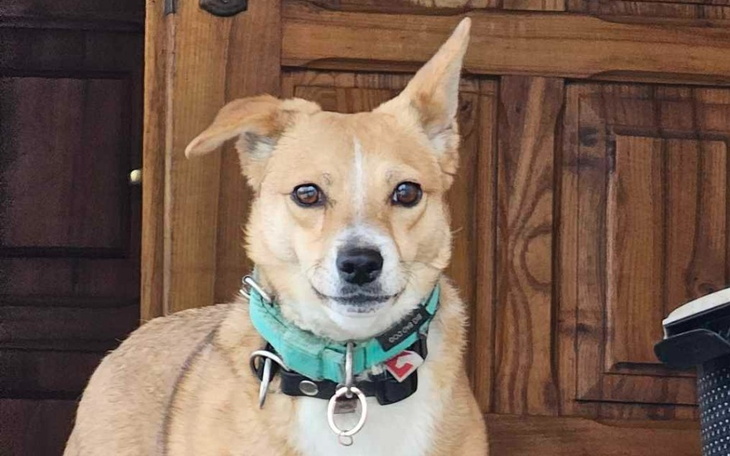 Pies z zieloną obrożą, siedzący przed drewnianymi drzwiami.