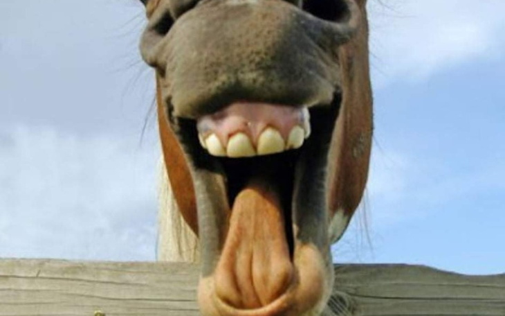 Zbiórka Pomagamy konikowi oddac dług - zdjęcie główne