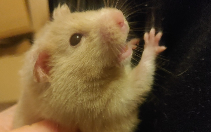 Zbiórka Kawaler z ul. Zarembiny - zdjęcie główne