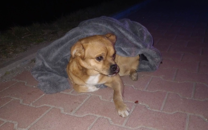 Zbiórka Zbiórka dla mojego psa - zdjęcie główne