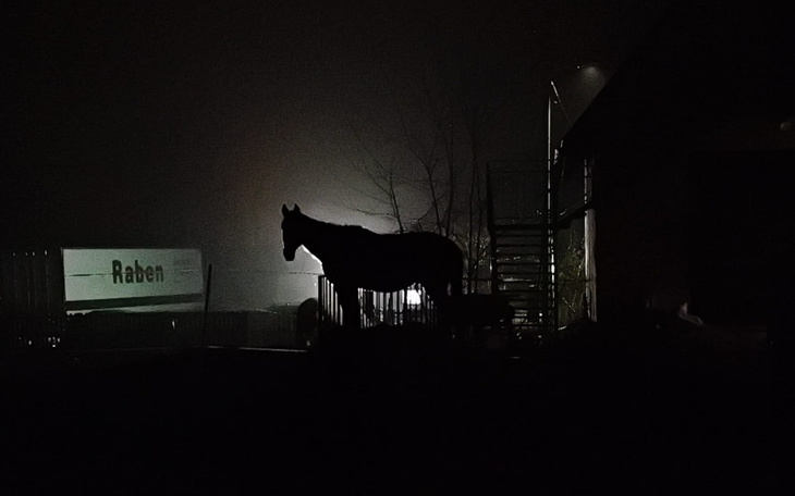 Czarny koń w nocy, z oświetleniem w tle.