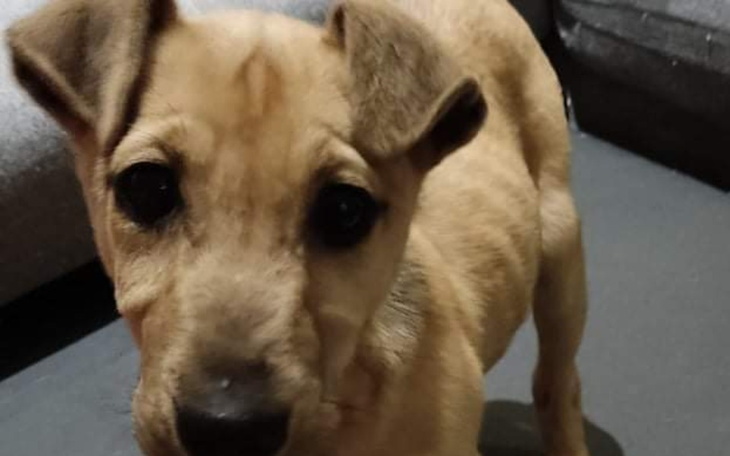 Zbiórka Skóra i kości - zdjęcie główne