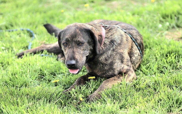 Zbiórka Gama,czy jej się uda pomóc - zdjęcie główne