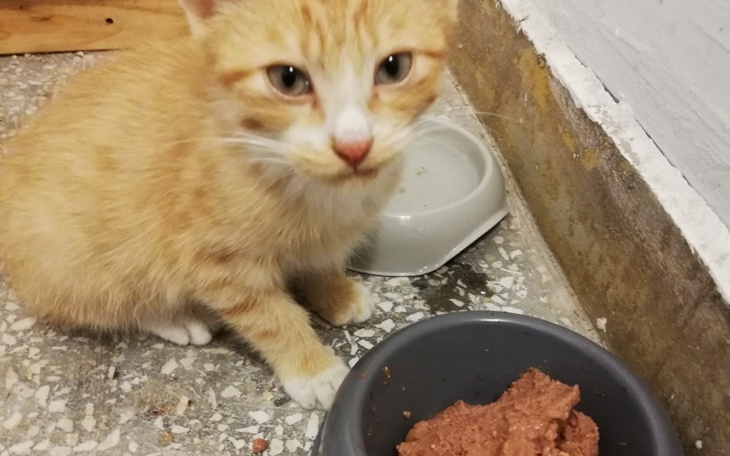 Zbiórka Biedny, mały, głodny Avenger - zdjęcie główne