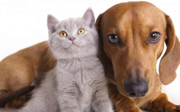 Zbiórka Pomagajmy zwierzętom - zdjęcie główne