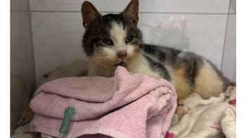 Zbiórka Walka z chorobą płuc - miniaturka zdjęcia