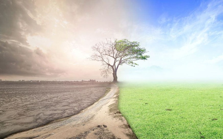 Obrazek przedstawiający drzewo w dwóch różnych środowiskach.