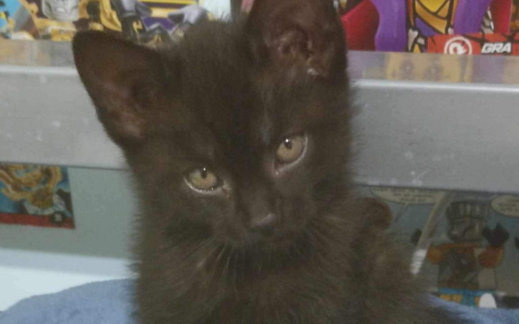 Mały czarny kotek z dużymi oczami, siedzący na niebieskim kocyku.