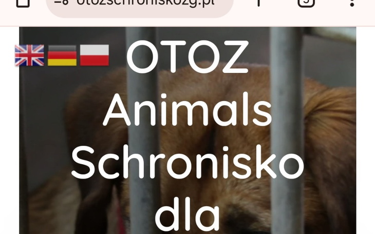 Zbiórka Dla OTOZ ANIMALS ZG - zdjęcie główne