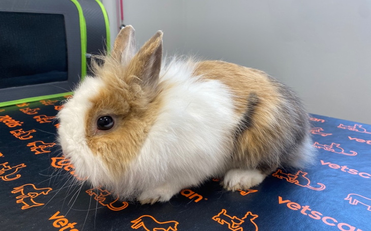 Uroczy królik na stole w weterynarii.