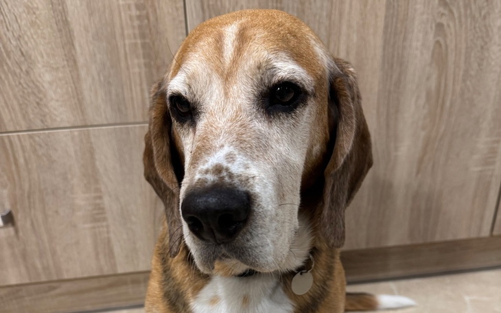 Zbiórka Leczenie onkologiczne Bajgla - zdjęcie główne