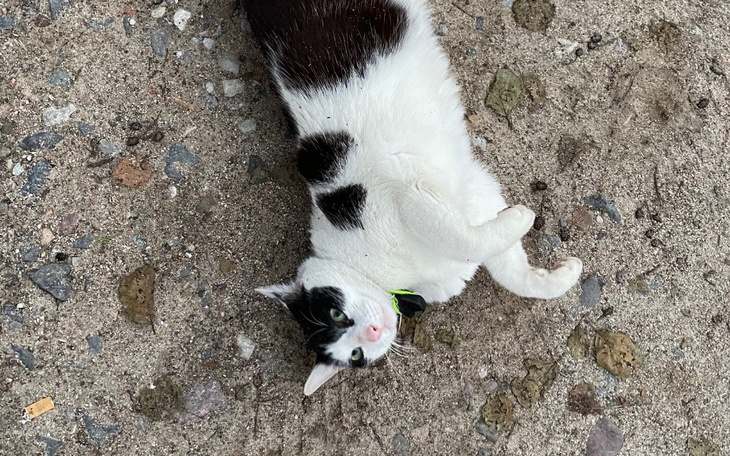 Zbiórka Pomoc w sterylizacji kotki - zdjęcie główne