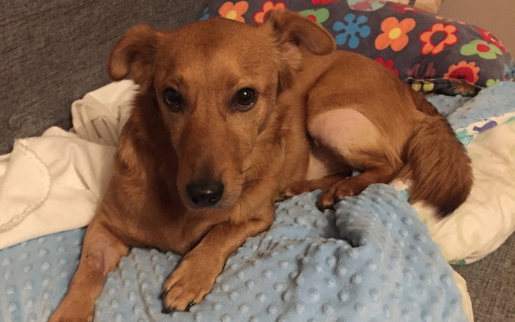 Zbiórka Na operację mojego przyjaciela - zdjęcie główne