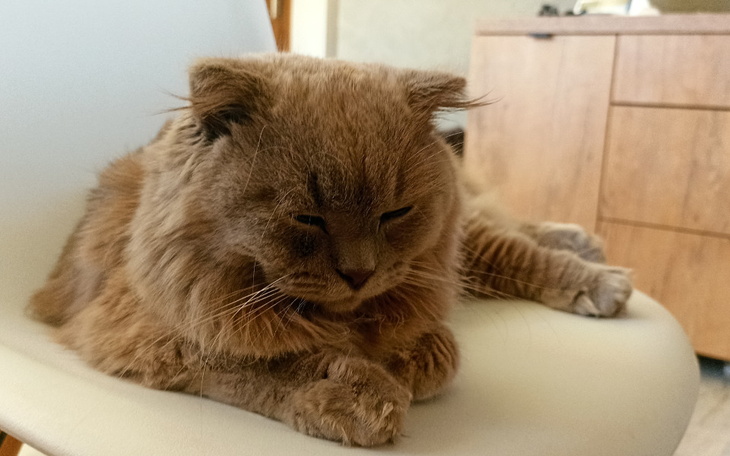 Zbiórka Życie naszego Pomelka - zdjęcie główne