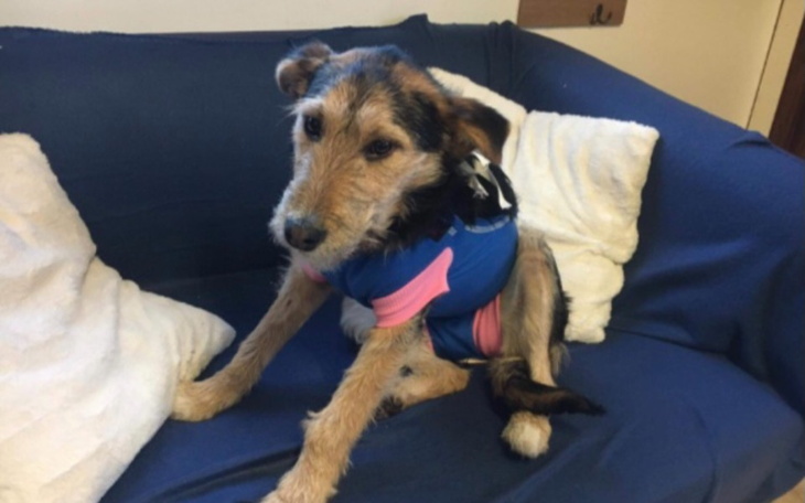 Zbiórka Na psy i koty w schronisko - zdjęcie główne