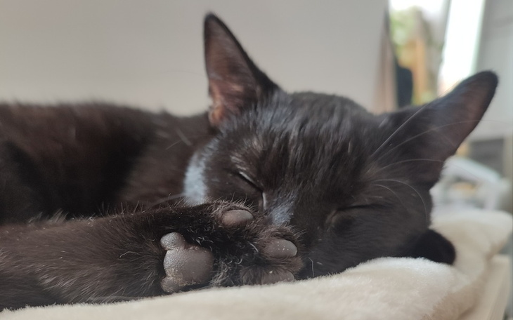 Zbiórka Nocna Furia i ciężka choroba - zdjęcie główne