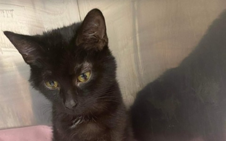 Zbiórka Leczenie Gacusia - zdjęcie główne