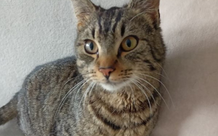 Zbiórka Na Cezarego vel Emilka - zdjęcie główne