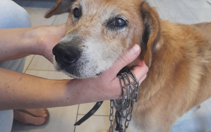 Starszy pies, trzymany przez osobę, z wyrazem twarzy pełnym emocji.