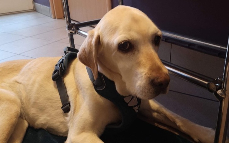 Zbiórka Walczymy o Elzę - zdjęcie główne