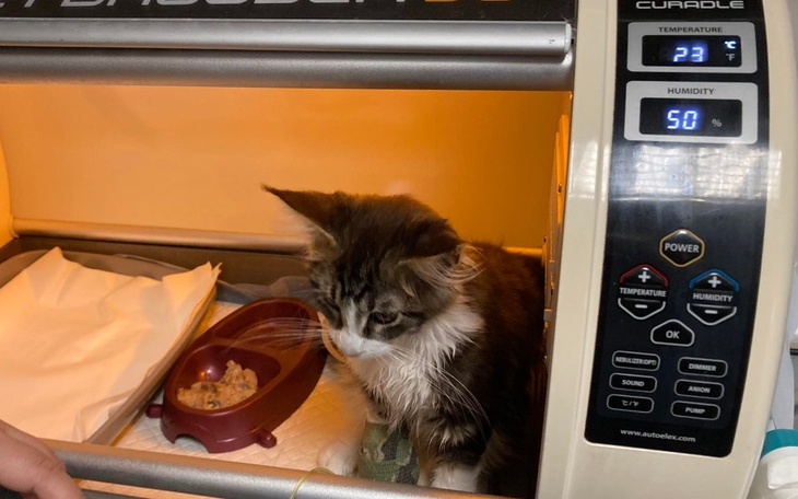 Zbiórka Serduszko Irysa - siny język - zdjęcie główne