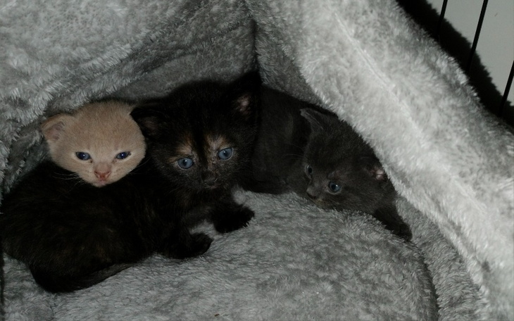 Zbiórka Na pomoc kocim oseskom - zdjęcie główne