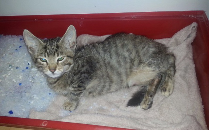 Zbiórka Pomoż sfinansowac operacje kotka - zdjęcie główne