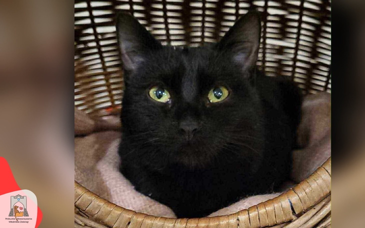 Czarny kot w koszyku, z dużymi zielonymi oczami.