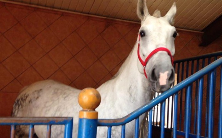 Zbiórka LIDER-koń, który przeszedł wiele - zdjęcie główne